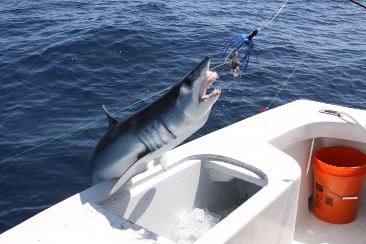 Virginia Beach Shark Fishing